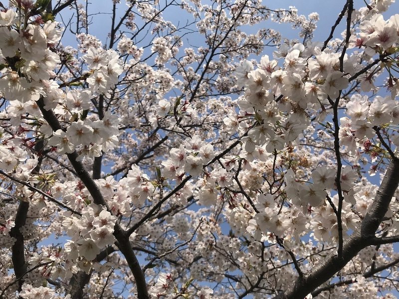 桜満開4.3