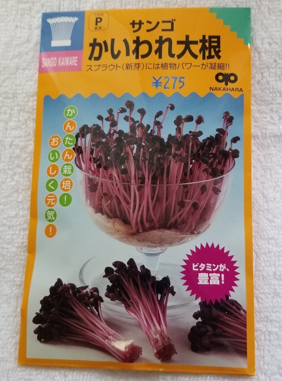 おしゃれ色 サンゴかいわれ大根 マンションで栽培 さゆり子 Note