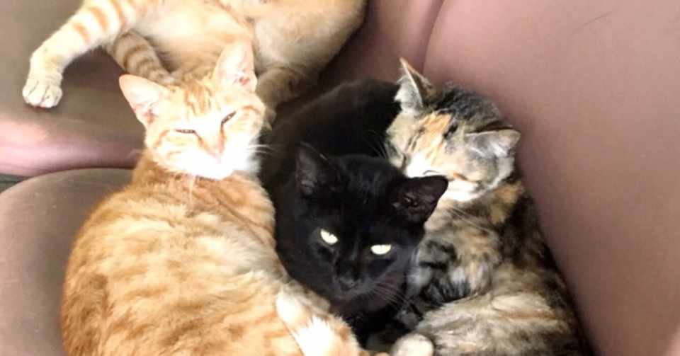 長崎の猫さん かぎ尻尾なんです 猫っ子 Note