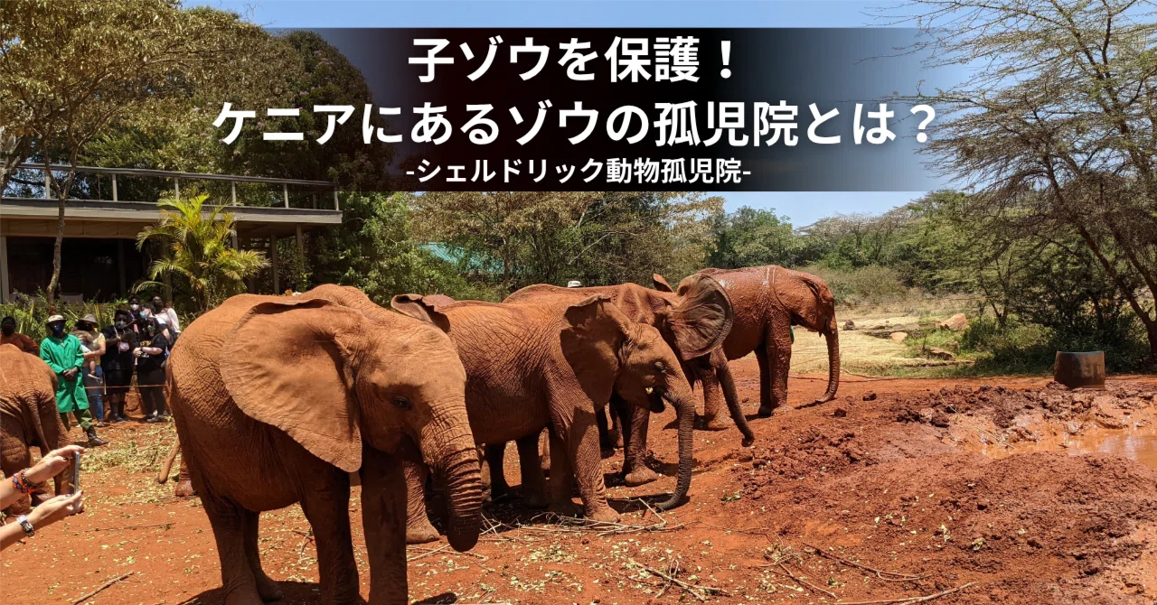 ケニア・ナイロビ】子ゾウを保護！ケニアにあるアフリカゾウの孤児院と