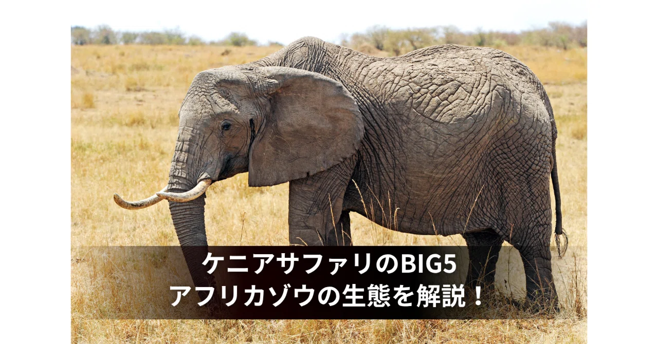 ケニアサファリのBIG5】サファリで必ず会いたい！アフリカゾウの魅力と