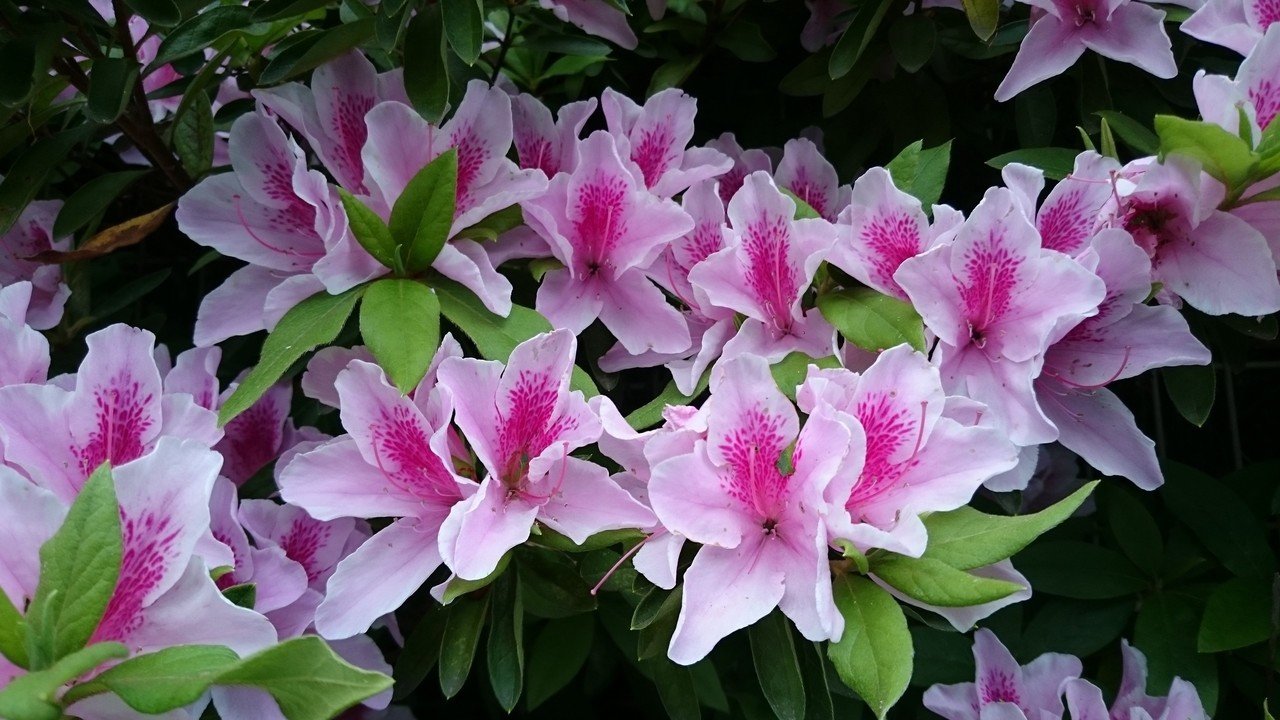 ツツジが咲く季節 Fox9 Note