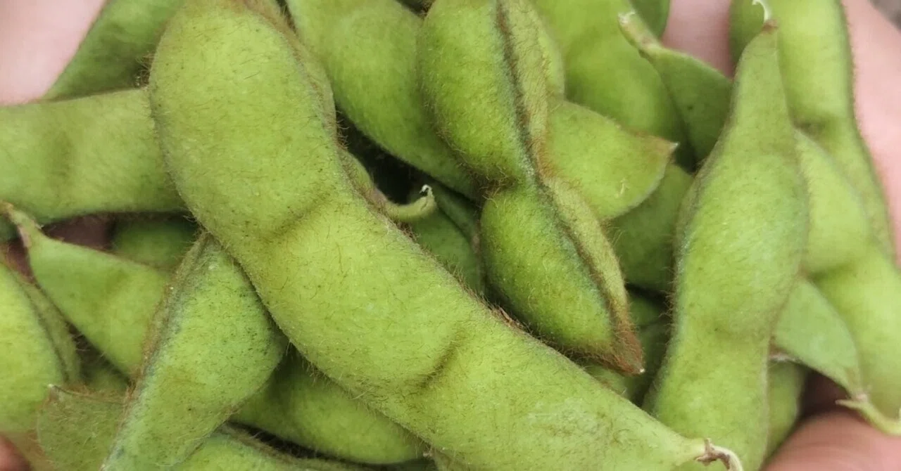 黒 枝豆 茹で 時間