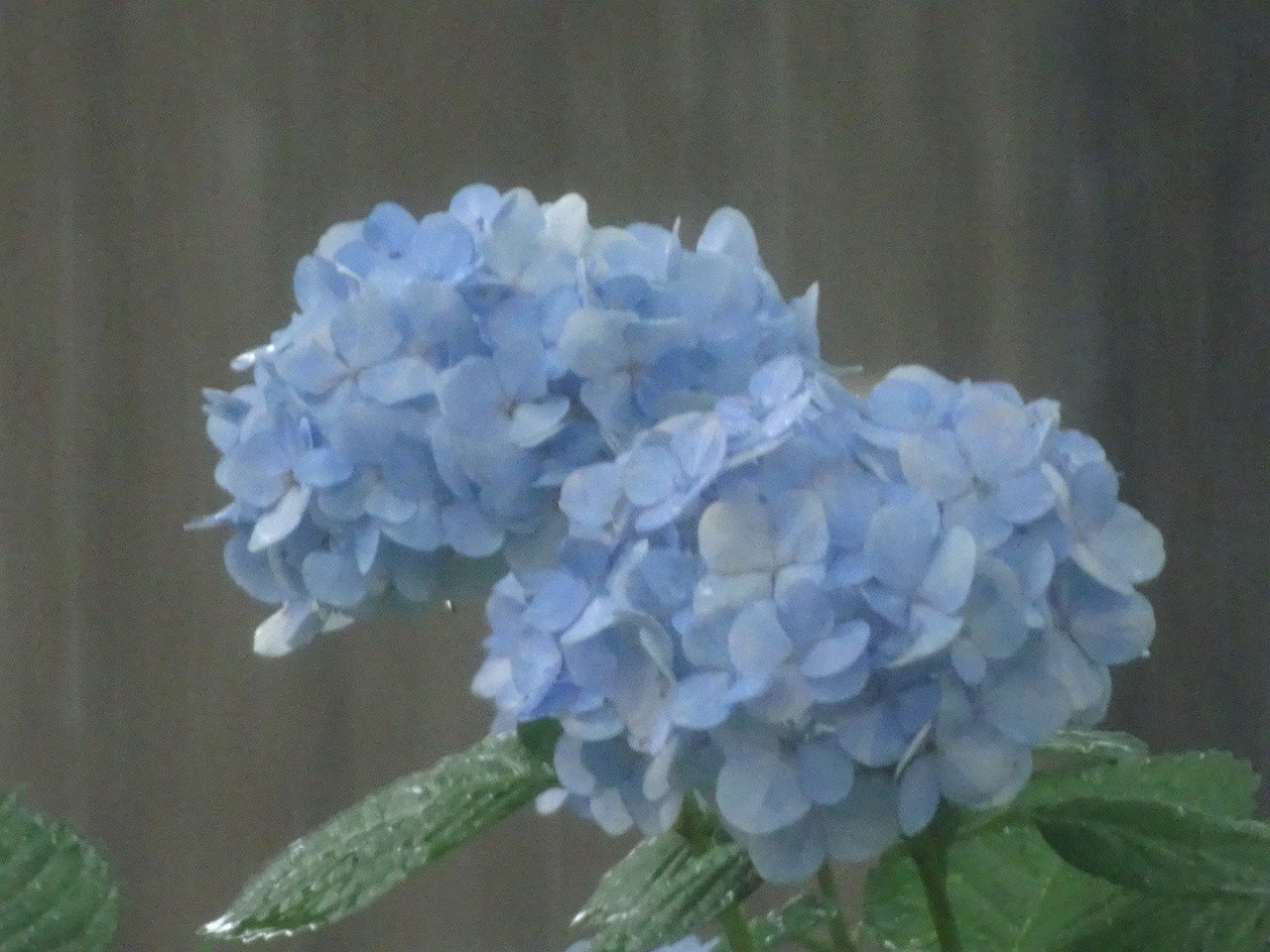 紫陽花祭り ふぅ Note 紫陽花祭り ふぅ Note