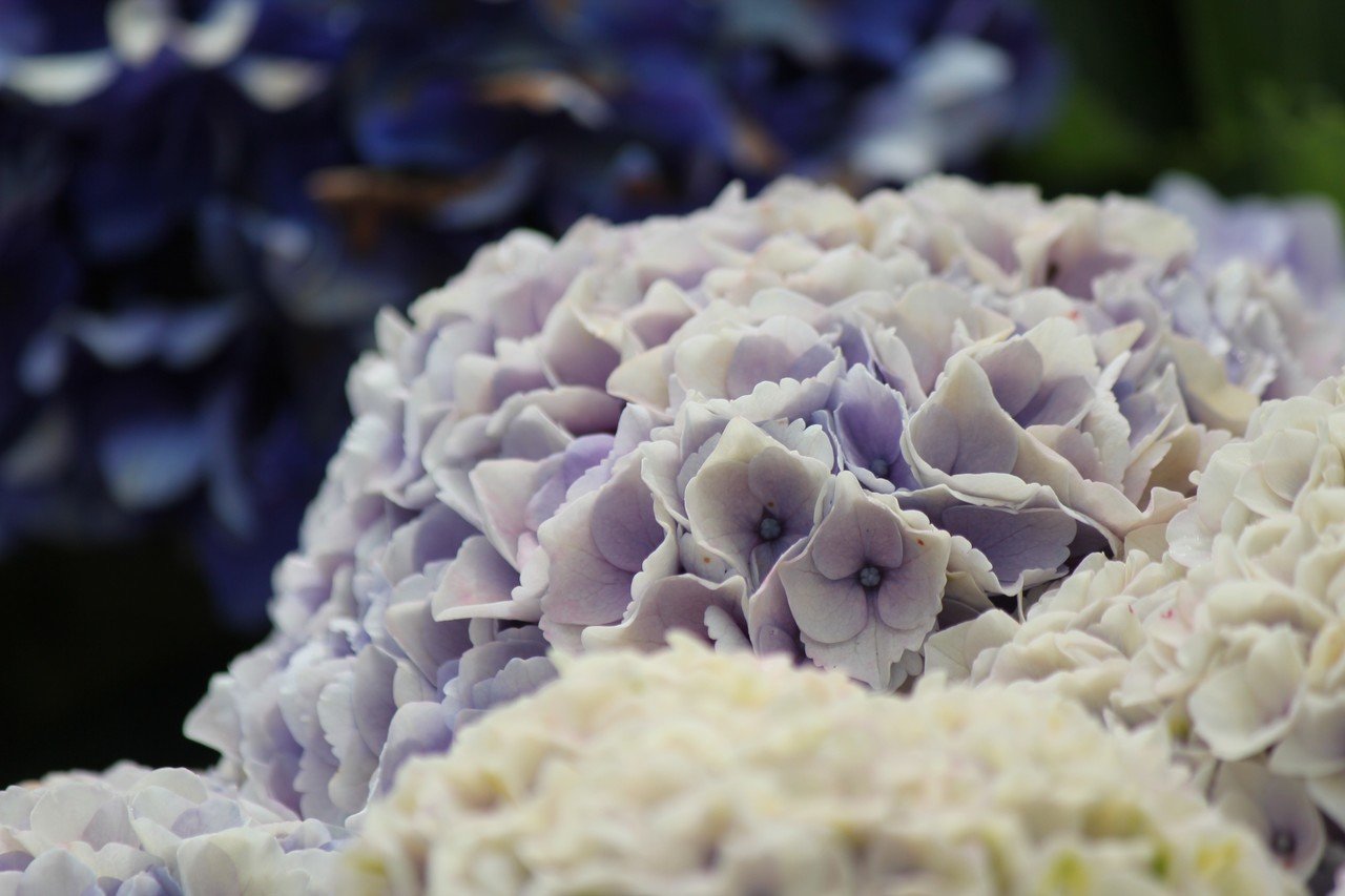 紫陽花祭り ふぅ Note 紫陽花祭り ふぅ Note