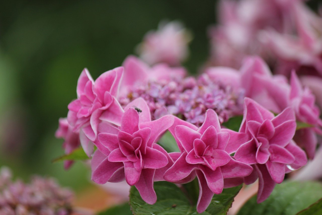 紫陽花祭り ふぅ Note 紫陽花祭り ふぅ Note