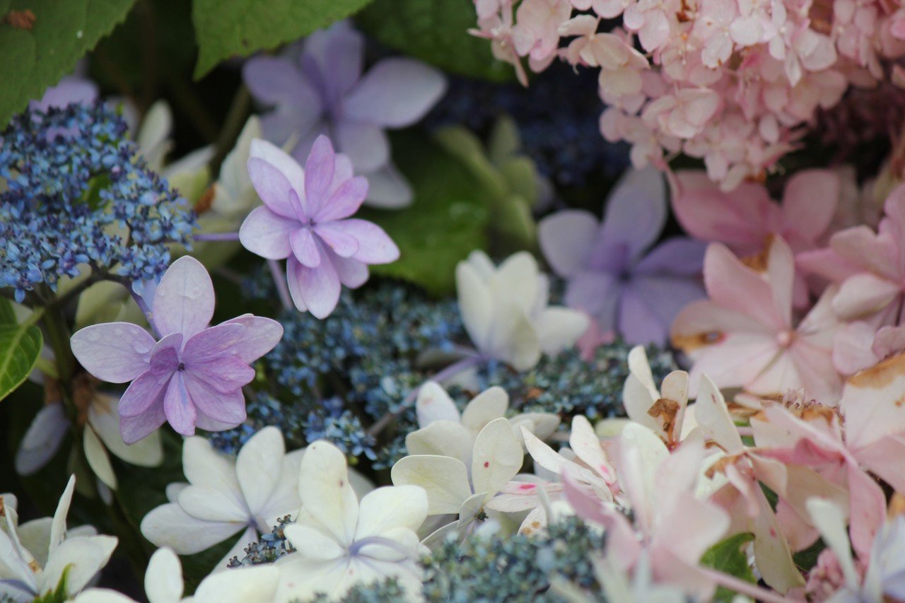 紫陽花祭り ふぅ Note 紫陽花祭り ふぅ Note