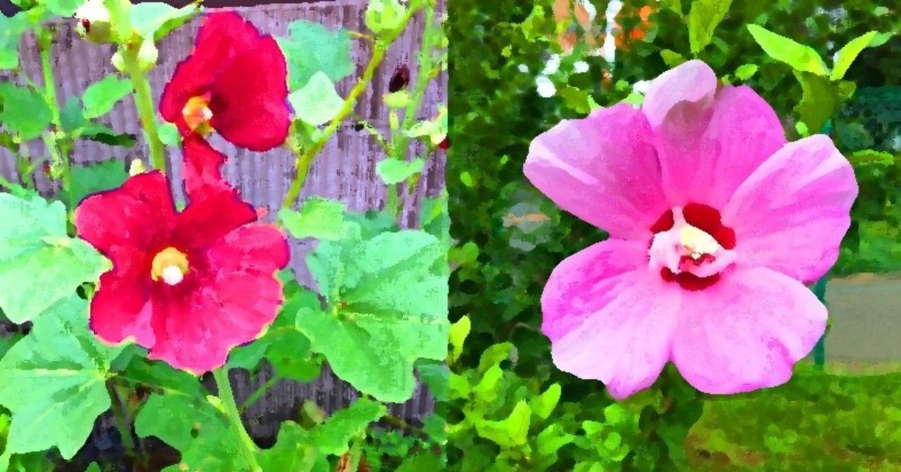 芙蓉と木槿 Pirokichi Note