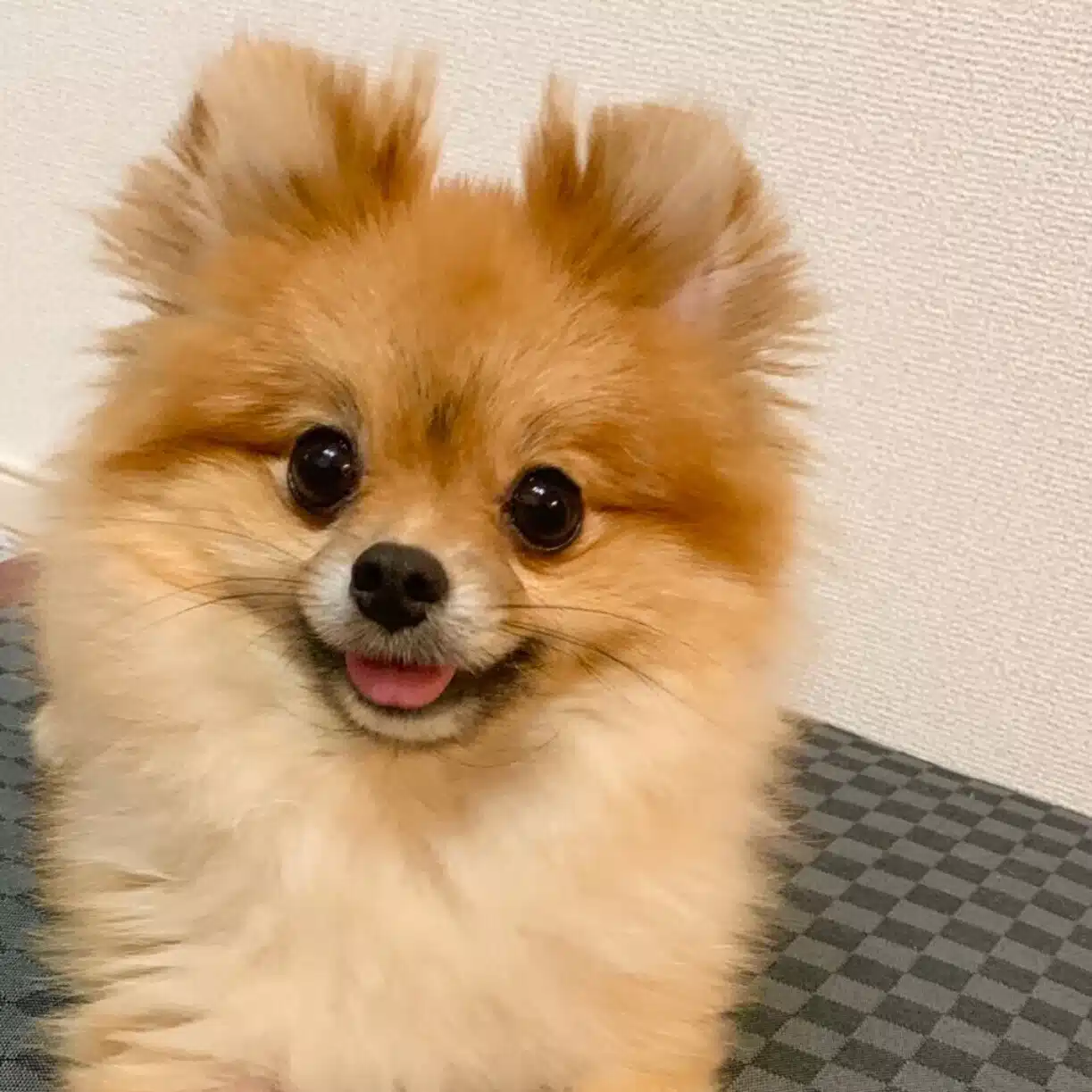 たぬき