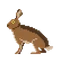 ハクモクレン