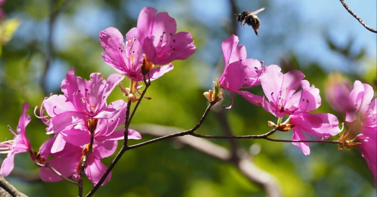 310．2026年に出会ったミツバツツジの花の色と形｜sasayan