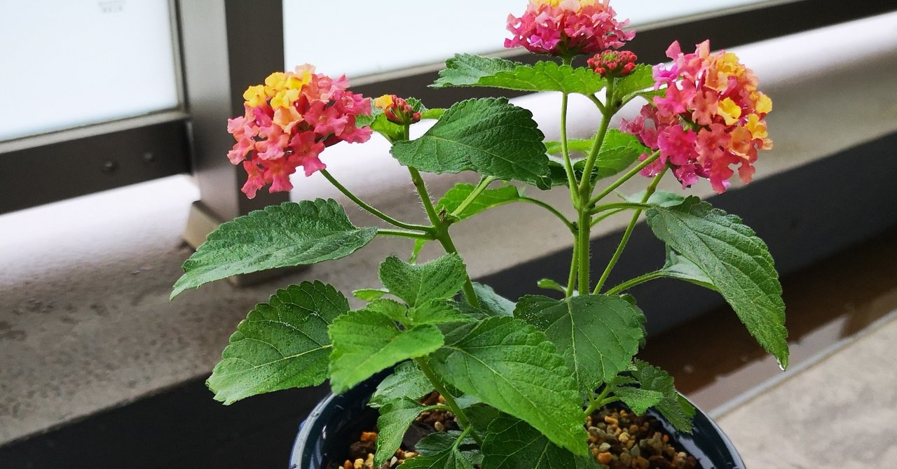 ランタナの鉢植え 小さなお庭 Note