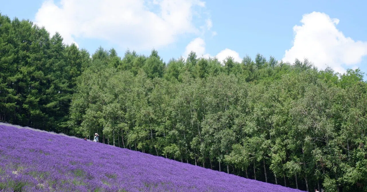 ラベンダー見頃です｜北海道 富良野町｜#95｜茜里