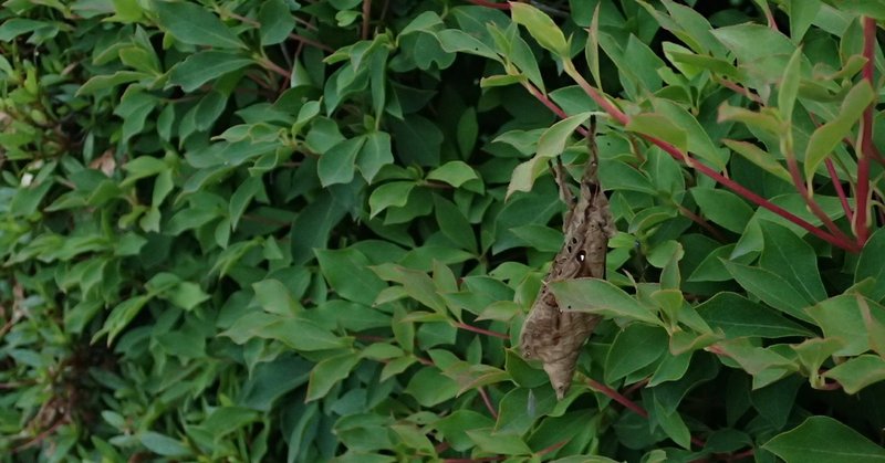 キマダラコウモリ　Endoclita sinensis