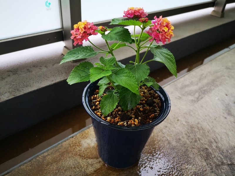 ランタナの鉢植え 小さなお庭 Note