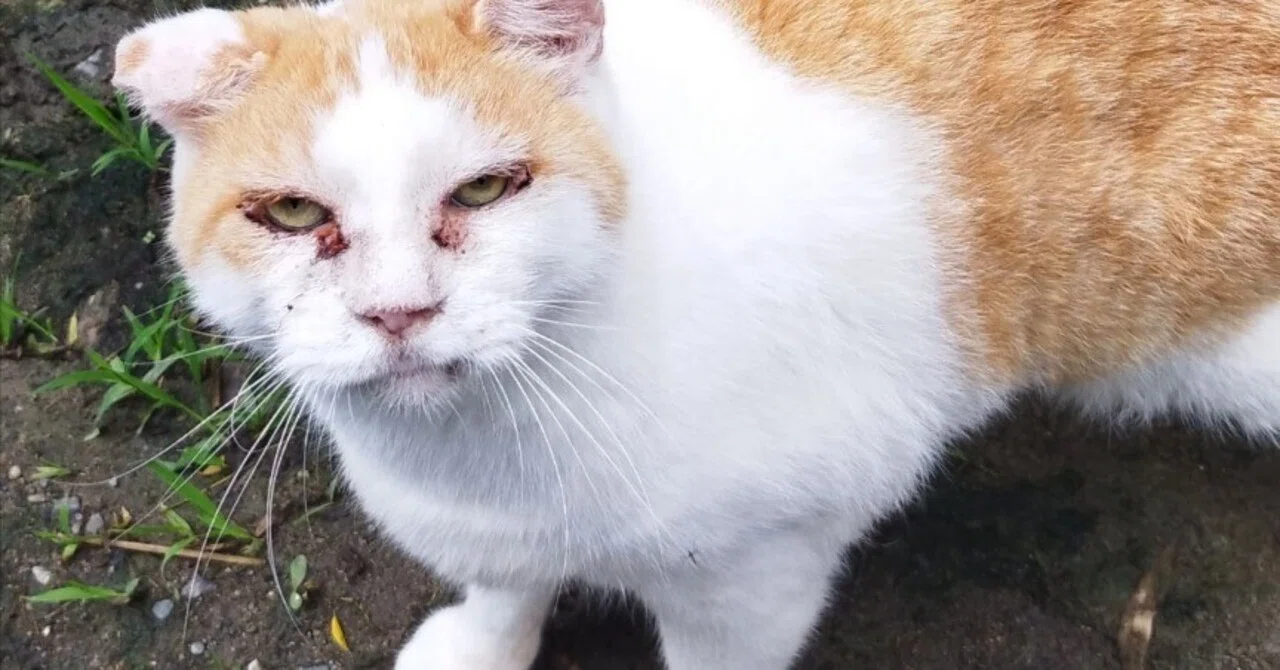 ボス猫｜CRAZY KAZU