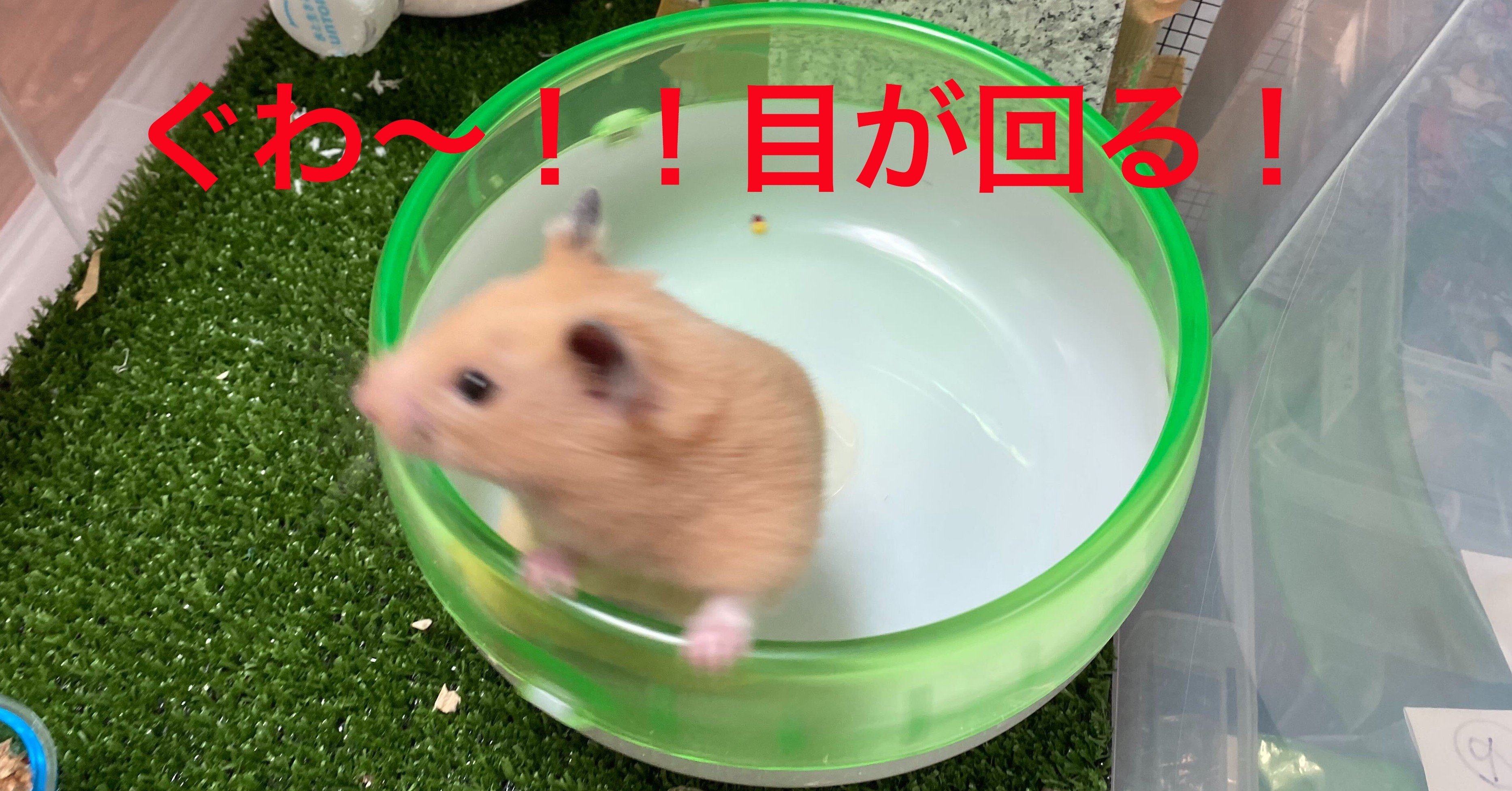 ハムスター飼育日記63日目 2020 6 27 サトウショウヘイ Note