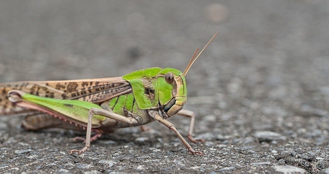 トノサマバッタ 小椋 智貴 Note トノサマバッタ 小椋 智貴 Note