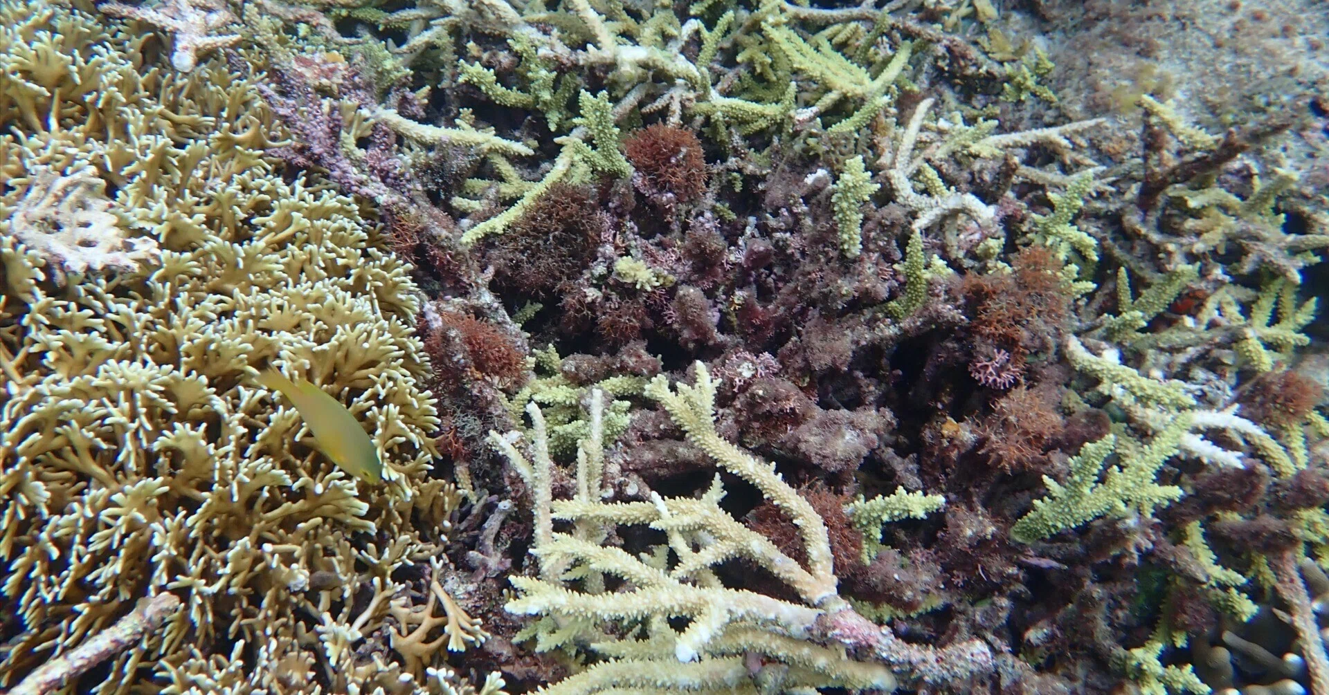 サンゴ遠征 vol.7｜阿嘉島で、台風に思いっきり掻き回されたサンゴ礁を
