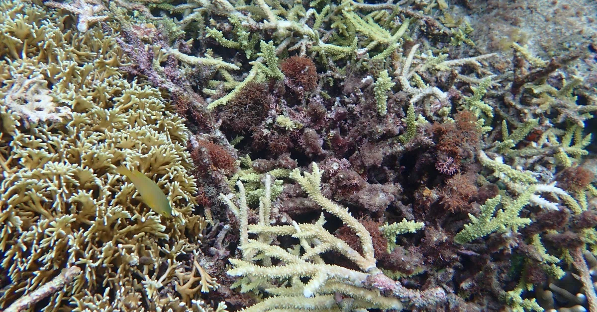 「サンゴ遠征 vol.7｜阿嘉島で、台風に思いっきり掻き回されたサンゴ礁を見てきた！」の見出し画像