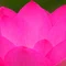 蓮池花音