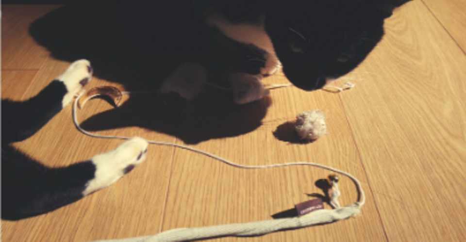 獣医さんの猫がおもちゃを食べてしまった その時にしたことは ホリスティック獣医sara Note