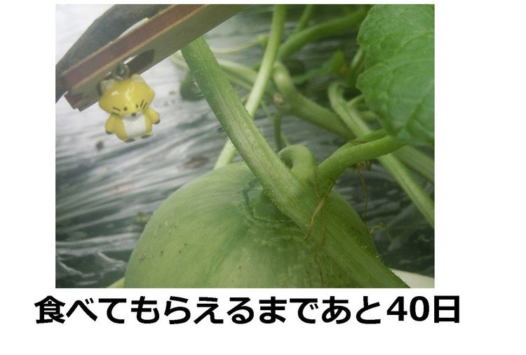 種から８０日が経ちました。食べてもらえるまであと４０日です。※農園へのコンタクトはこちら http://furano-kanofarm.com/