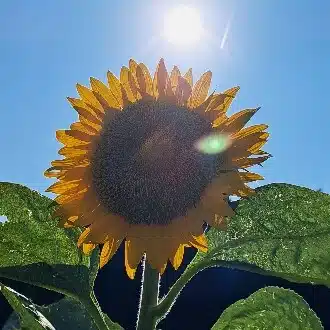 凪
