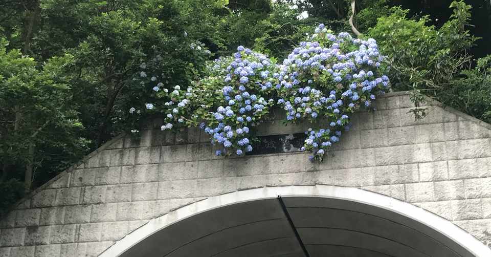 紫陽花が咲かない年もある やまのいはるえ Note