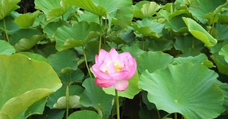 蓮の花言葉って知ってる みほ魔法 美保神社 フォロバ100 Note