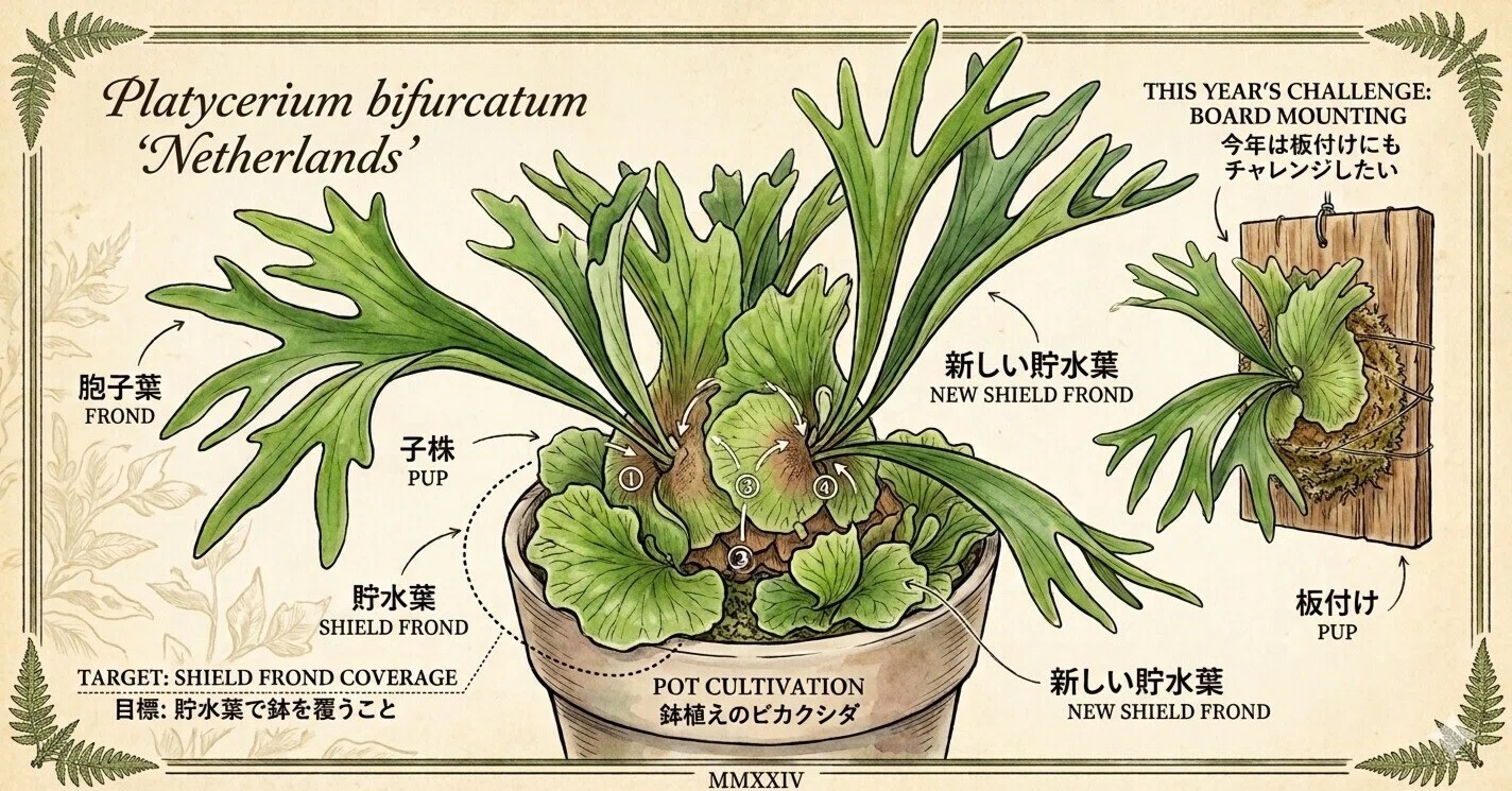 植物日記】我が家のビカクシダ（ネザーランド）。鉢植え群生へのロマン