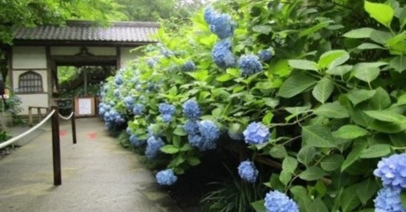 紫陽花の北鎌倉明月院