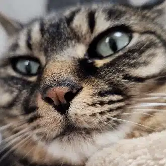 ふじこ