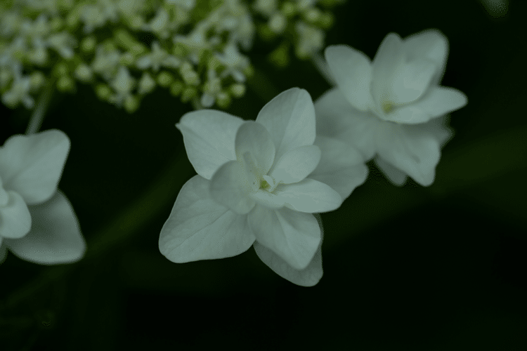 あなたの

本当の願いは

なんですか？

#花　#幸せ　#こころ　#あなたの応援団　#写真　#フォトポエム　#フォトポエムカウンセラー