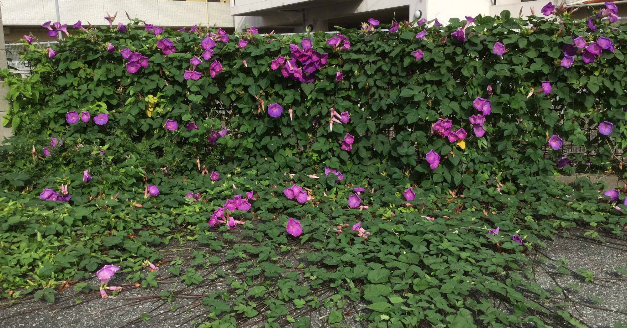 チェーホフ 可愛い女 板さん Note チェーホフ 可愛い女 板さん Note