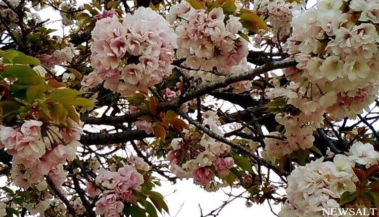 京都府京都市 二条城#春が来た#桜#京都#城#二条城