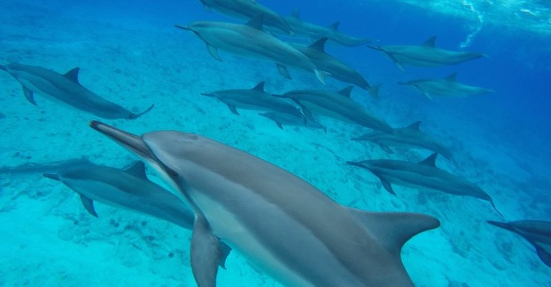 念願のハワイ島🐬🌺ー7/25ゆかりん