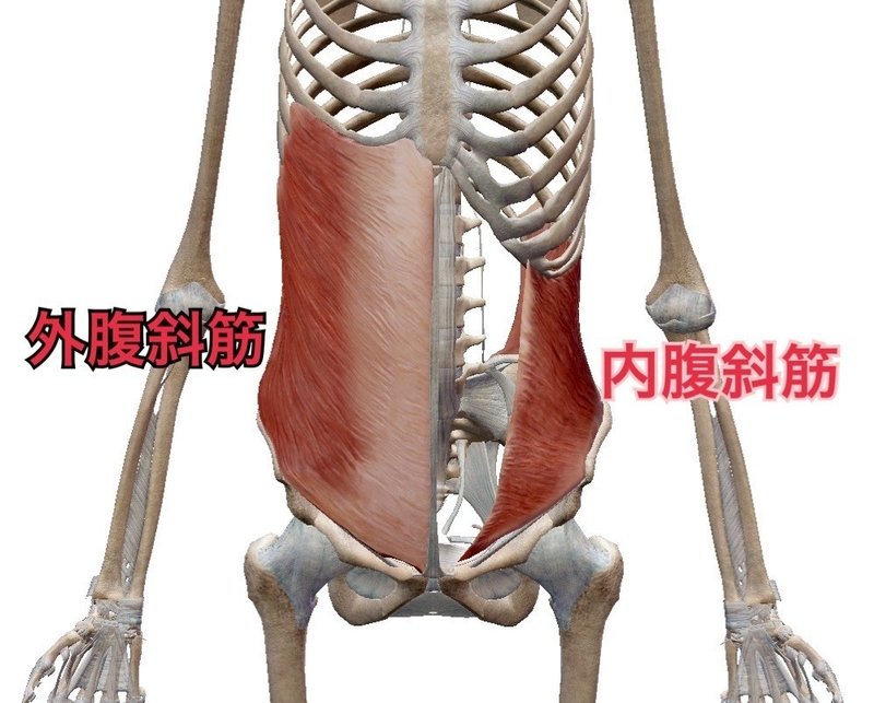 スペシャル解剖学 腹斜筋 トレーナー沢田 翔 Note スペシャル解剖学 腹斜筋 トレーナー沢田 翔 Note