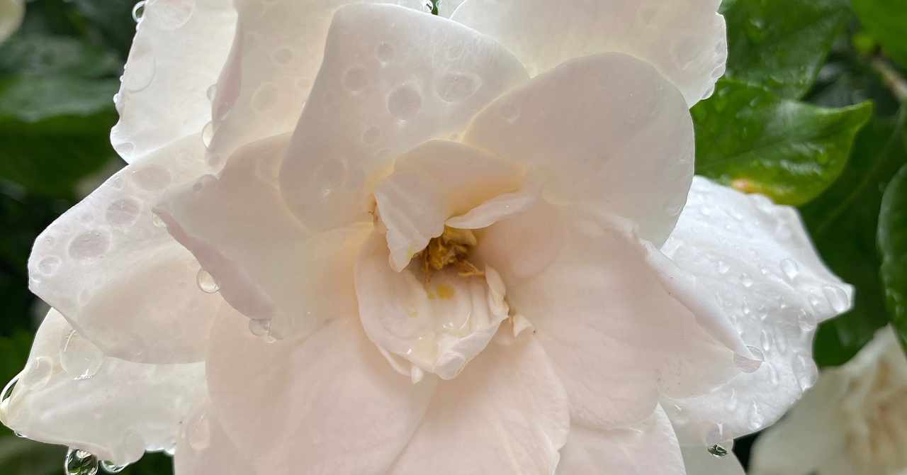 クチナシ の定番タグ記事一覧 Note つくる つながる とどける