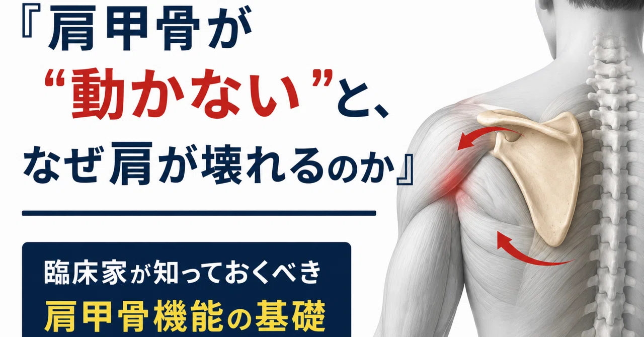肩甲骨が