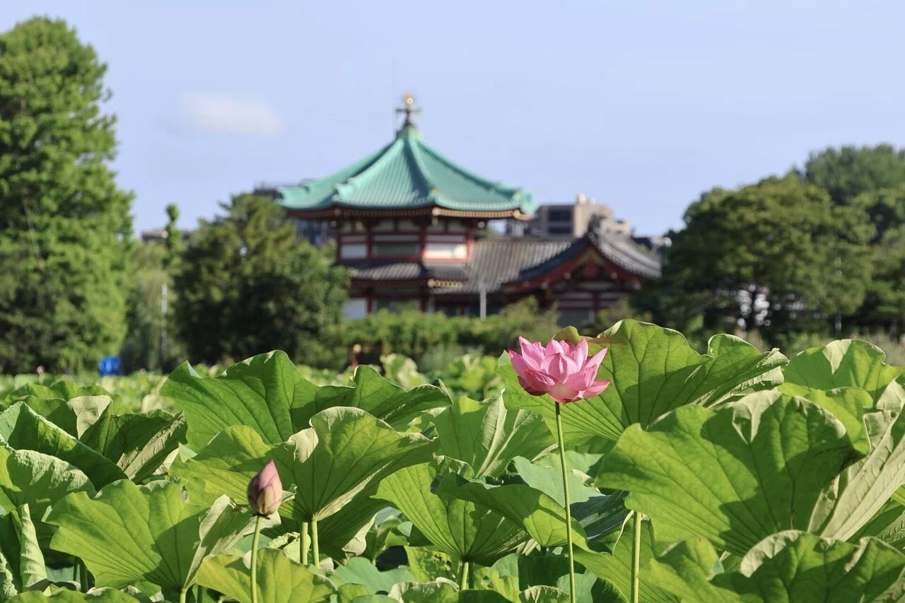 上野の蓮の油絵 上野の蓮の油絵 上野の蓮の油絵 上野の蓮の油絵 蓮の花🪷 上野公園