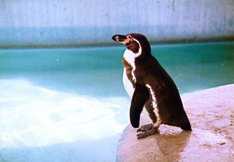 たぶんフンボルトペンギン1998秋-1ブライト_ビビッド20