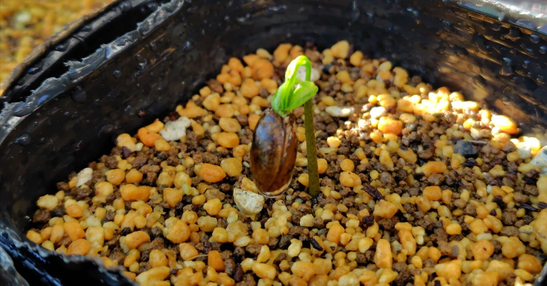 ミニ果樹園、始めました｜ちいくわ