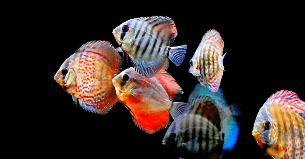 熱帯魚の王様 Aqua Style 絆 Note 熱帯魚の王様 Aqua Style 絆 Note