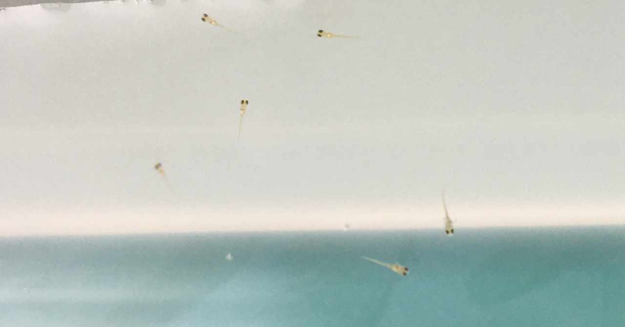目の白いメダカの仔魚 の新着タグ記事一覧 Note つくる つながる とどける