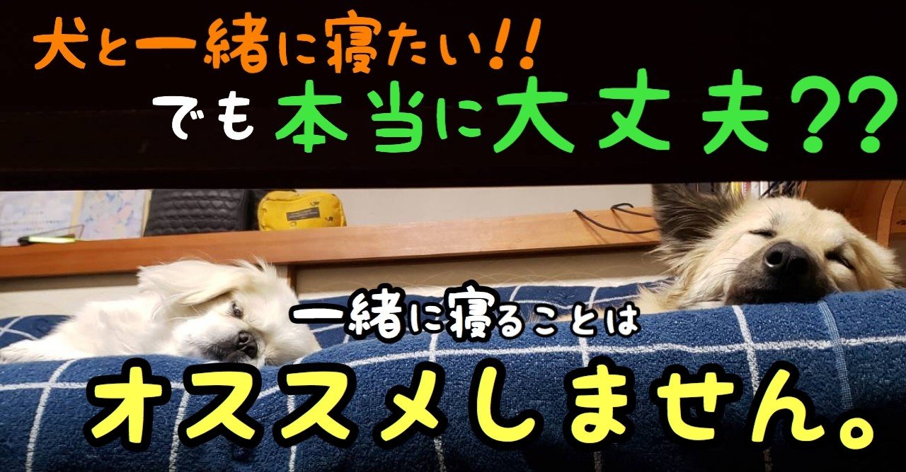 犬と一緒に寝ることを勧めない理由 ドッグライフサポーター 獅子パパ Note