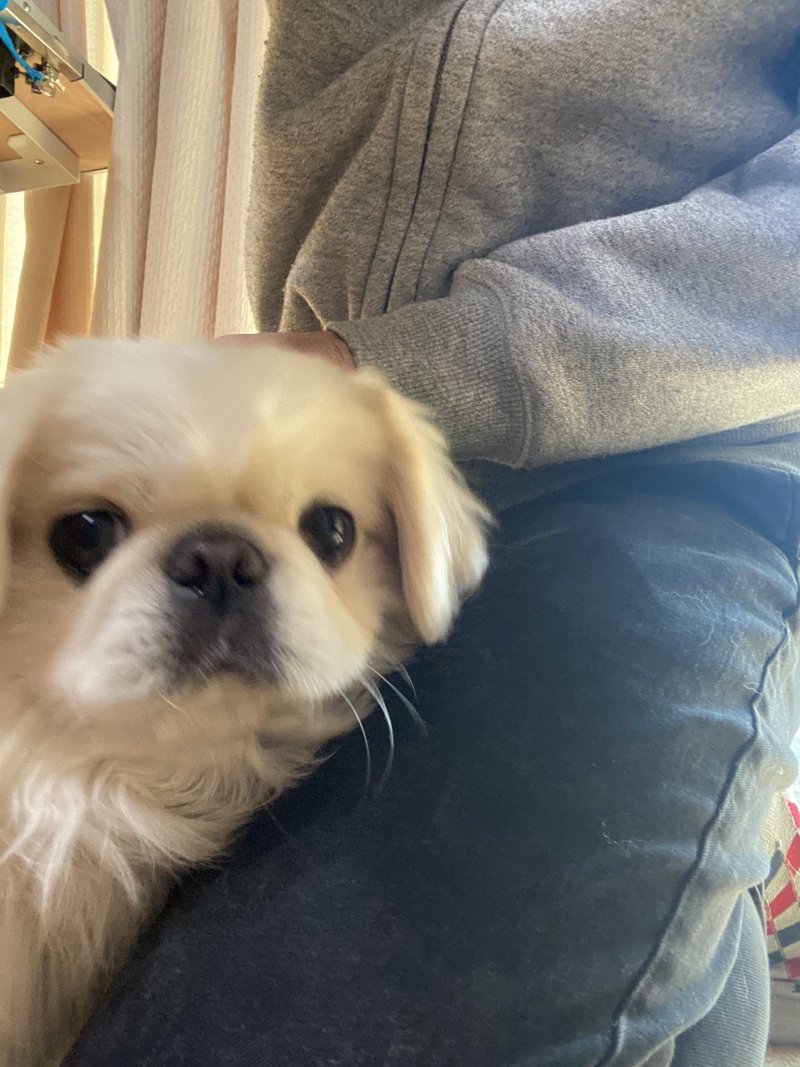 犬と一緒に寝ることを勧めない理由 ドッグライフサポーター 獅子パパ Note