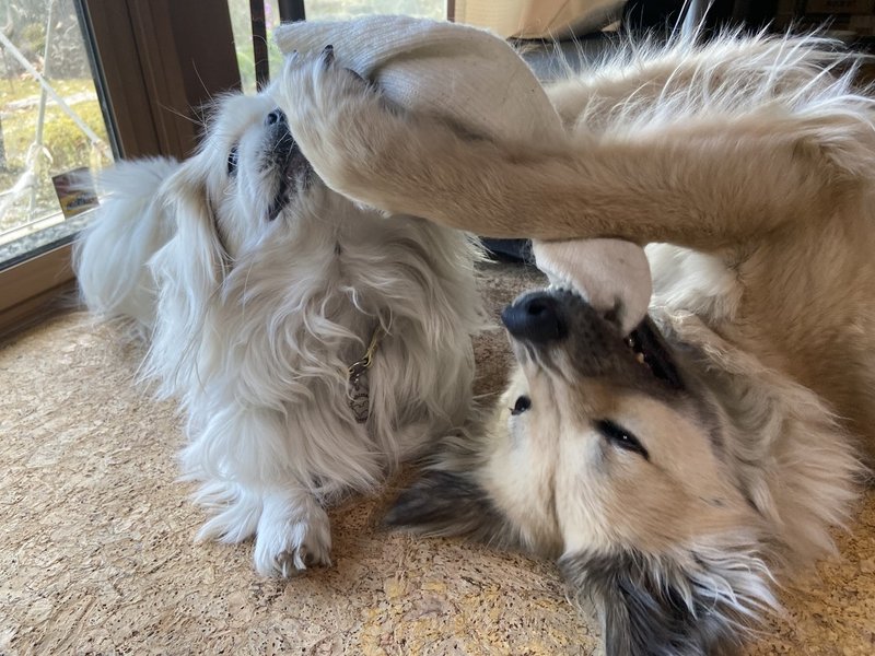 犬と一緒に寝ることを勧めない理由 ドッグライフサポーター 獅子パパ Note