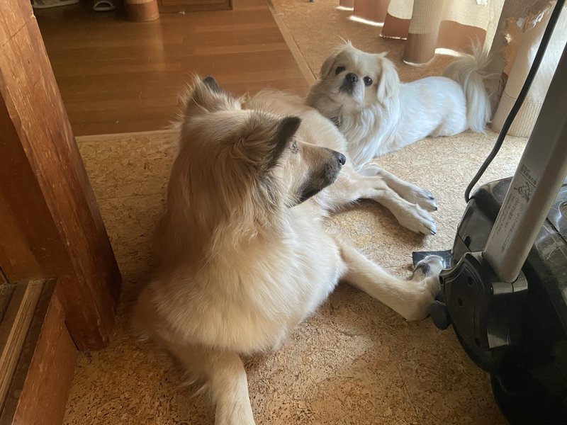 犬と一緒に寝ることを勧めない理由 ドッグライフサポーター 獅子パパ Note