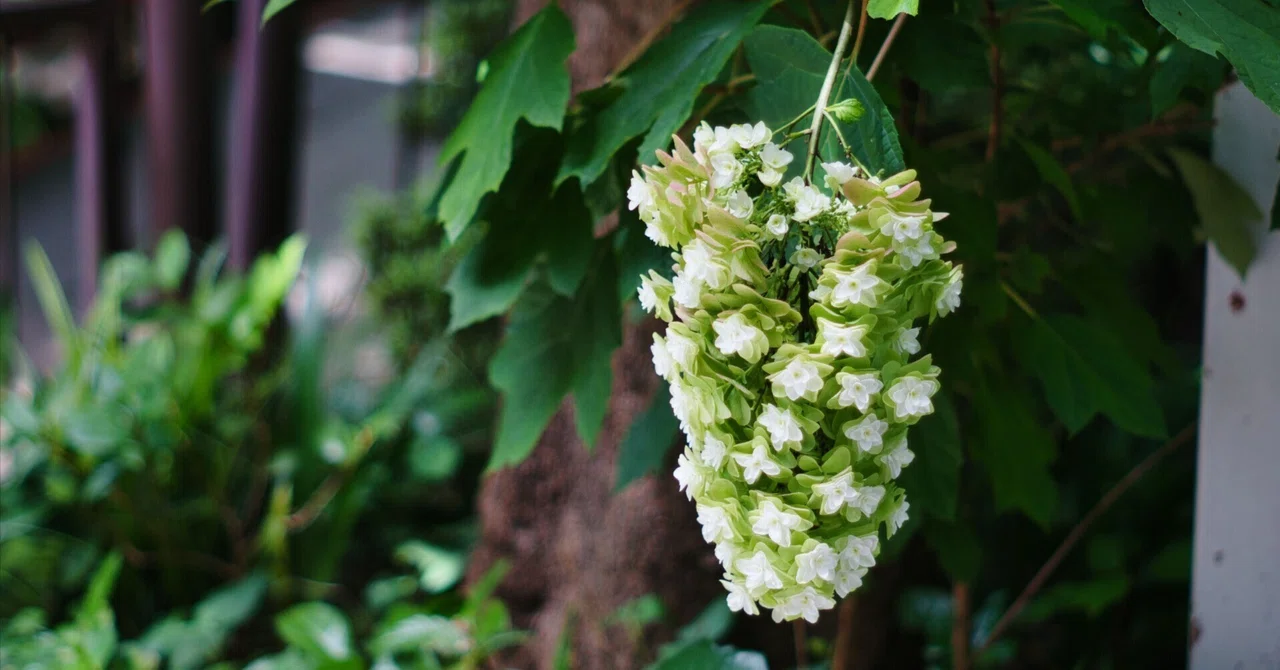 SONY NEX-6 × Super-Takumar 55mm F1.8: Heading to Kichijoji with an old ...